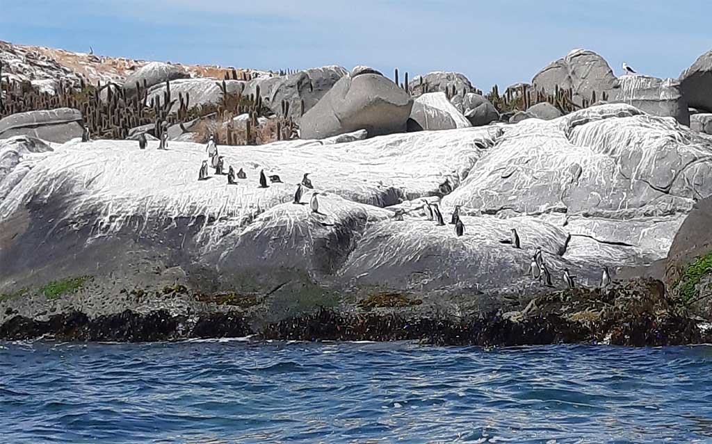 Private Cruise Shore Excursion In Valparaiso Pacific Treasures