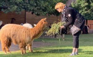 Guest feeding alpaca