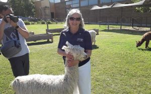 Tour guide with alpaca