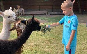 Boy feeding alpaca