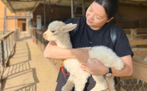 Guest holding baby alpaca