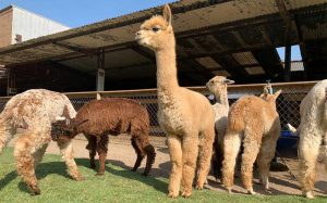 Alpacas of the Andes