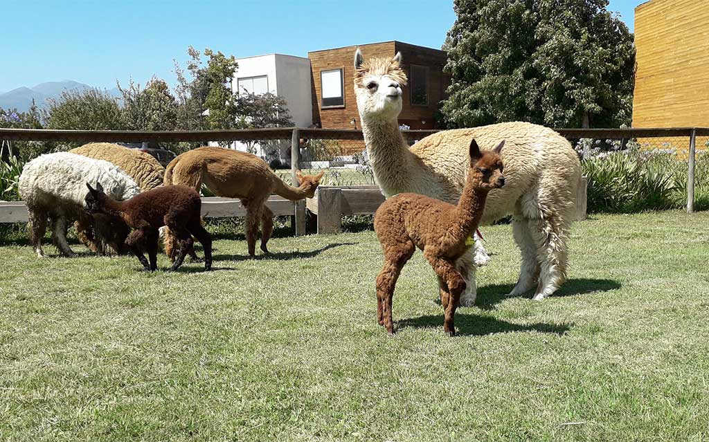 Mother alpacas with babies