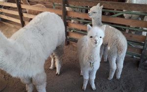 Baby alpaca
