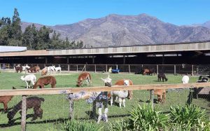 Quintessence Alpacas, Llay Llay. Chile