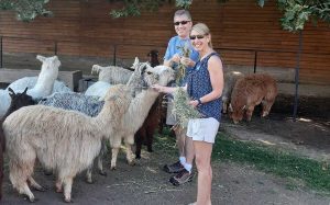 Guests feeding alpacas
