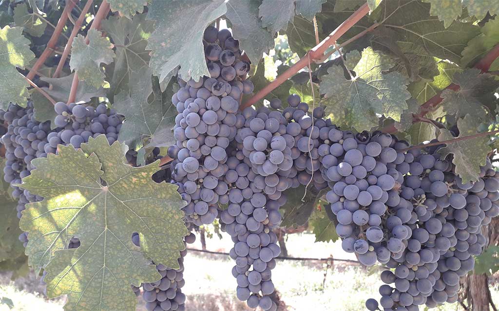 Grape vines at Aquitania Vineyard