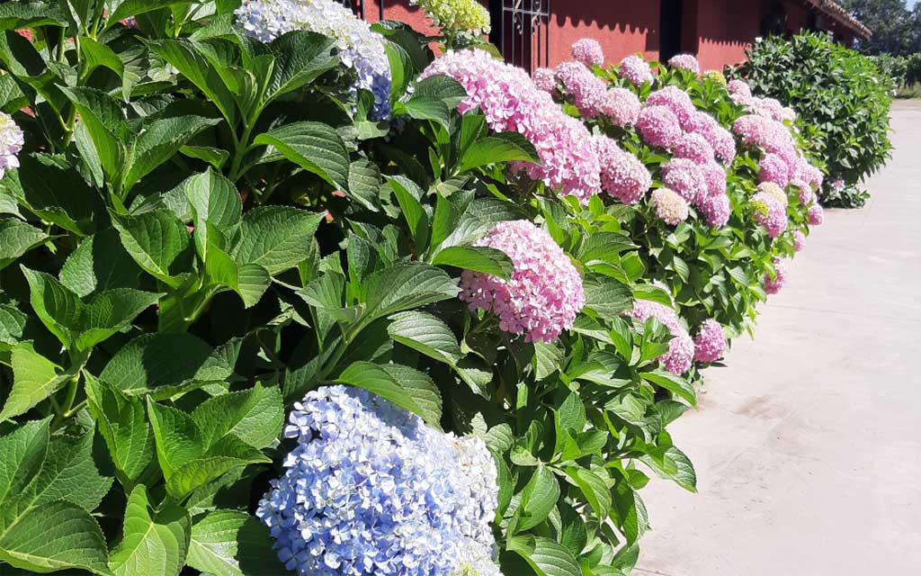 Flowers at Aquitania Vineyard