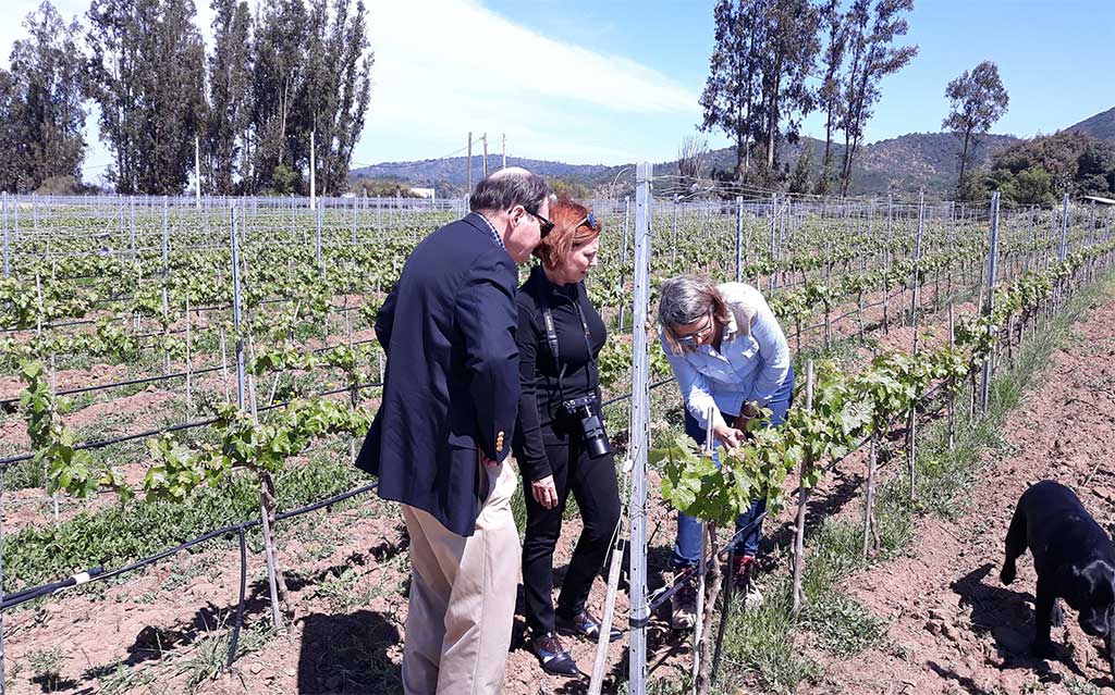 Private tour at Attilio and Mochi Vineyard