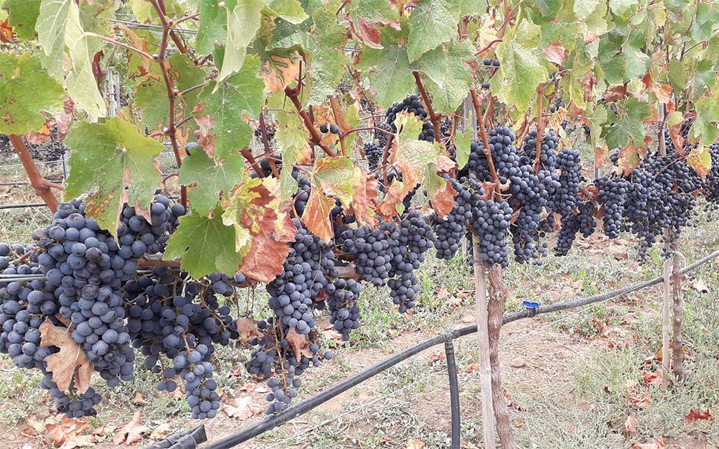 Grape vines at Attilio and Mochi Vineyard