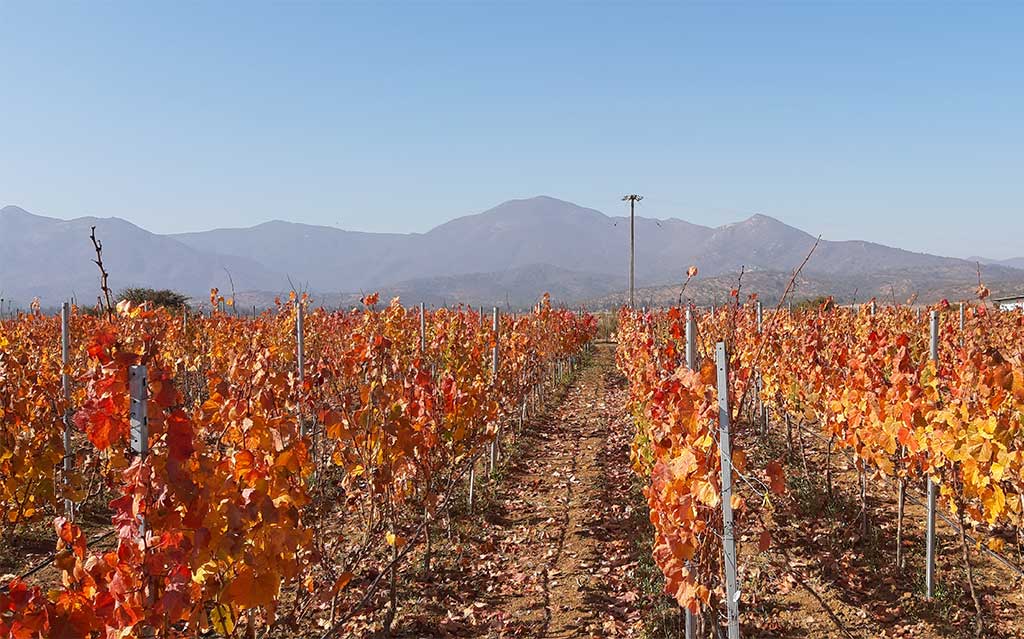 Autumn at Attilio and Mochi Vineyard