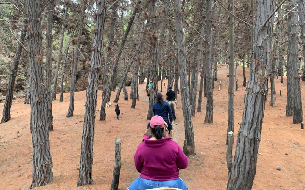 Horseback ride through forests of Mantagua