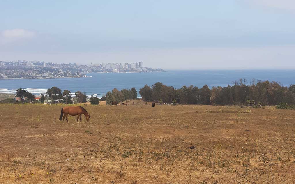 Horses grazing on field near seaside town of Concon