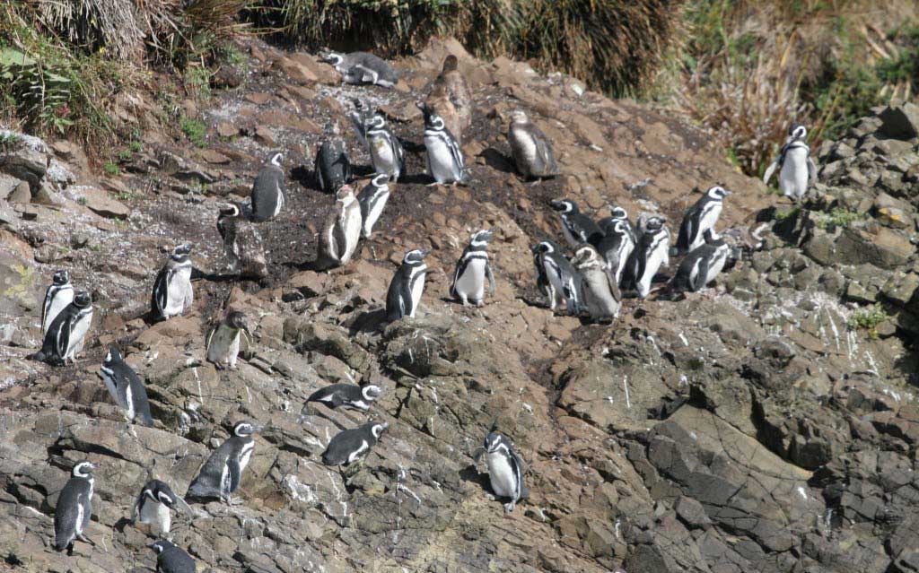 Penguins at Puñihuil Penguin Colony on Chiloe Island
