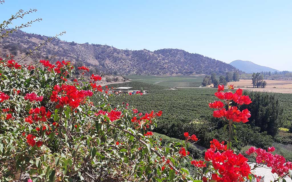 Flowers at Haras de Pirque Vineyard