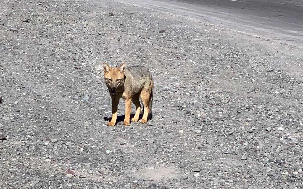 Fox in the Andes