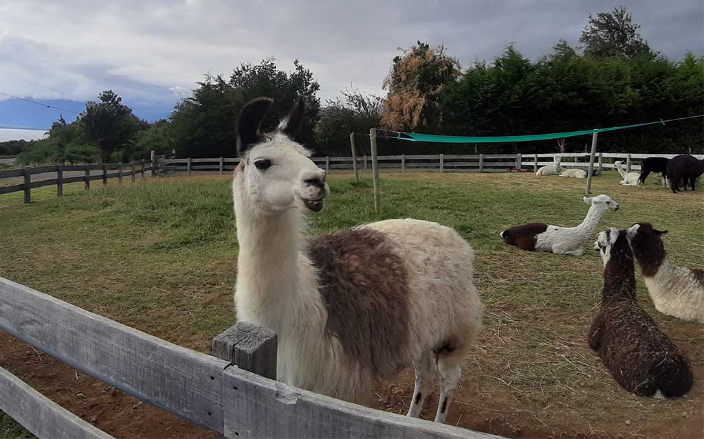 Llama near Puerto Varas