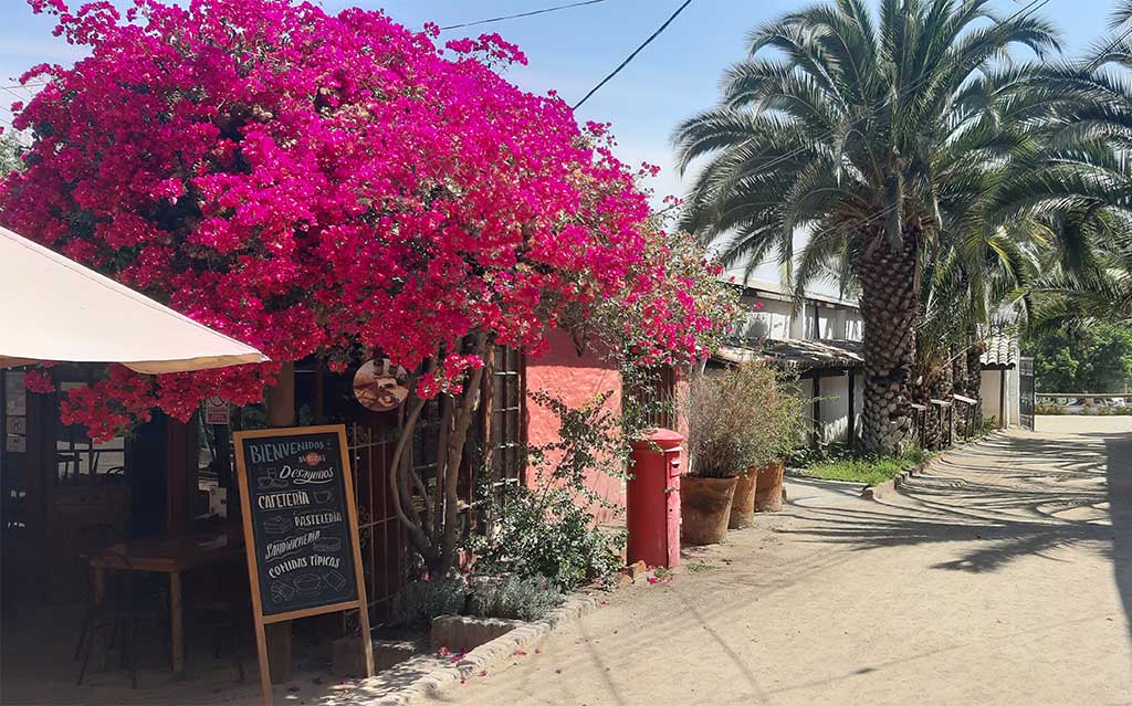 Flowers at El Pueblito de los Dominicos Artisan Village, Santiago, Chile