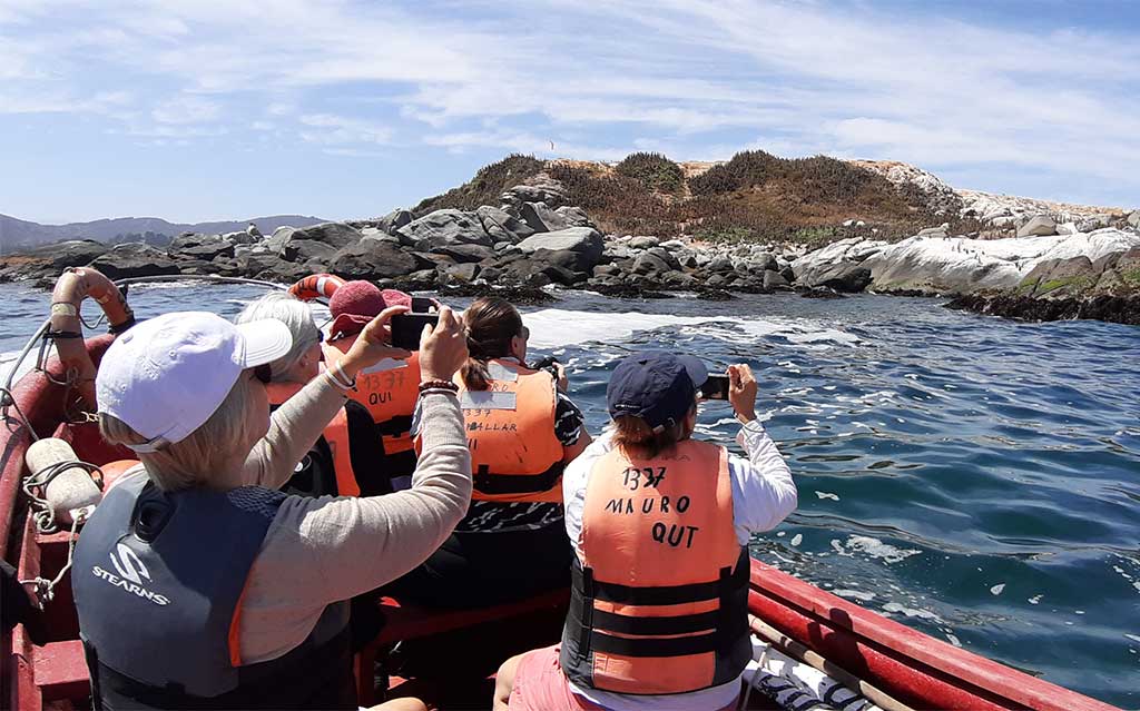 Penguin watching on boat ride to Cachagua Island