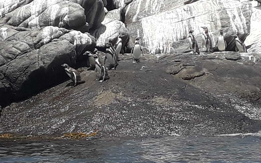 Penguins about to go in the water on Cachagua Island