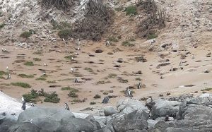 Penguins by their burrows on Cachagua Island