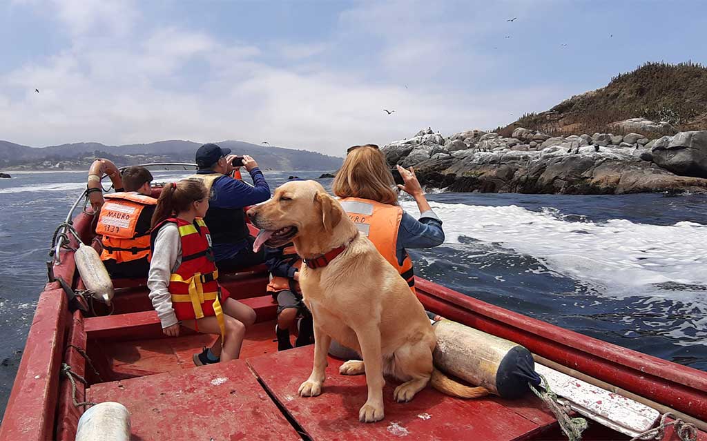 Boat ride to see penguins on Cachagua Island with dog joining