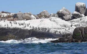 Cachagua Island Penguin Colony