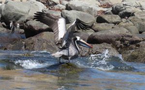 Seagull taking flight on Cachagua Island