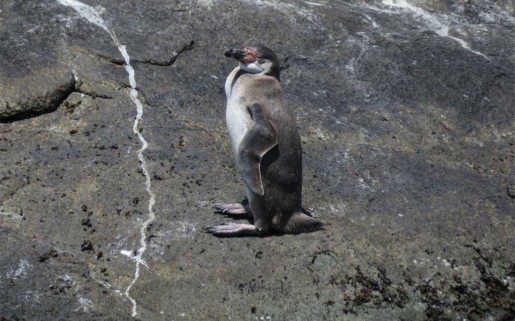Penguin on Isla Cachagua