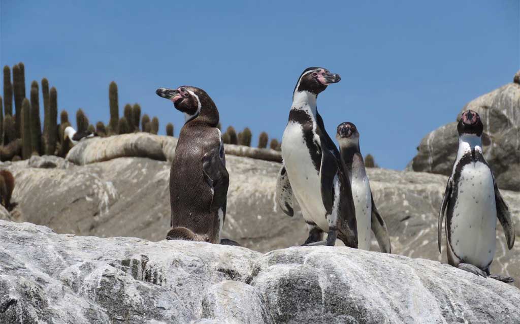 Chilean Treasures Nature Tour: Penguins And Alpacas | Chile Dream Tours ...