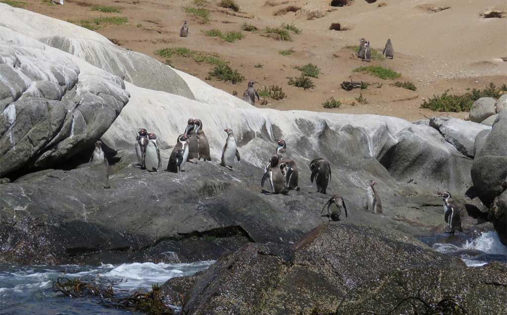 Penguins heading into water on Cachagua Island