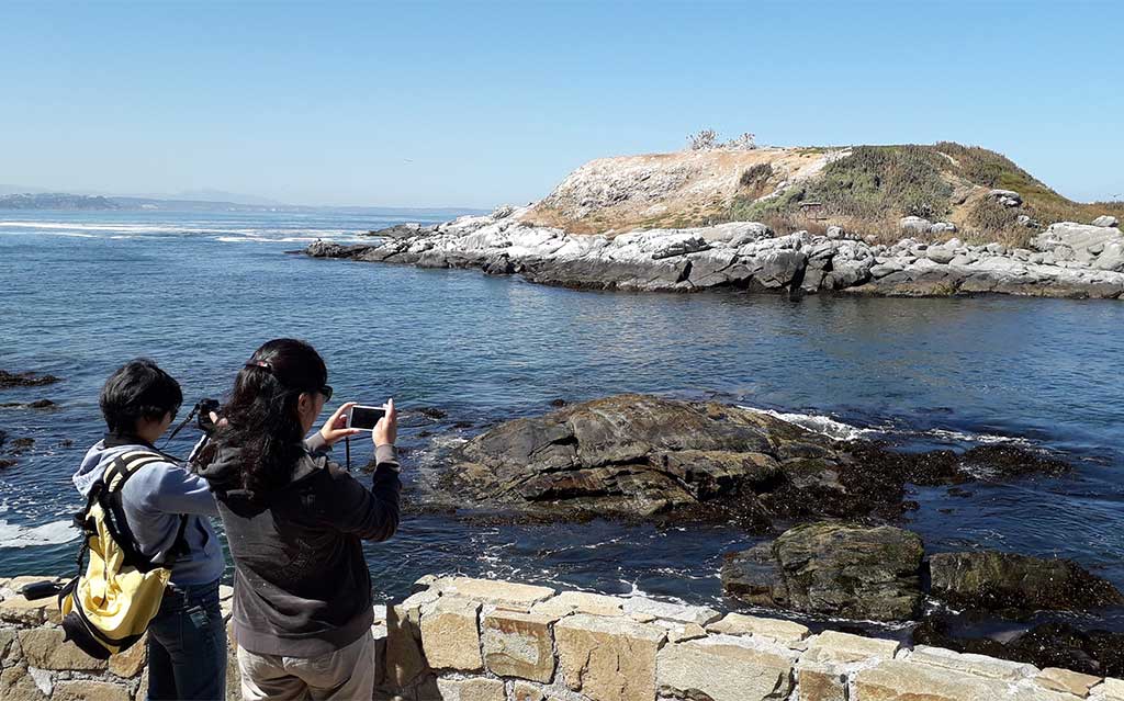 Spotting penguins on Cachagua Island