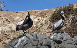 Seagulls on Cachagua Island
