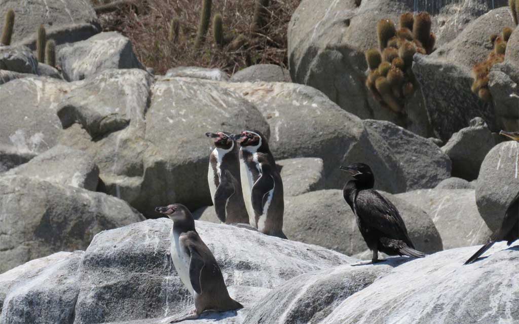 Penguins on rocks on Cachagua Island