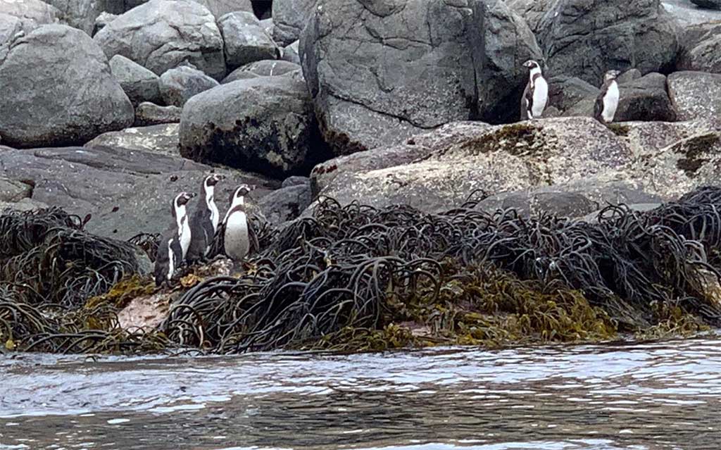 Penguins on Cachagua Island