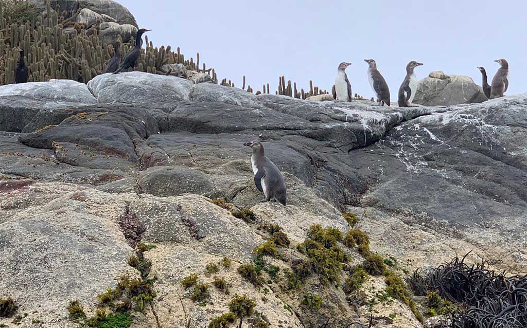 Penguin Island, Cachagua