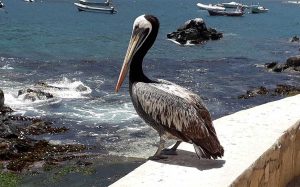 Seagull in Zapallar cove