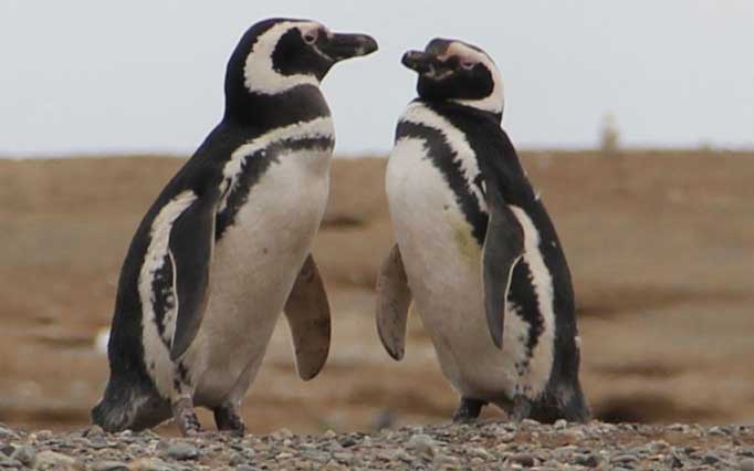 Penguins at Isla Magdalena on our Patagonia Explore Chile Tour