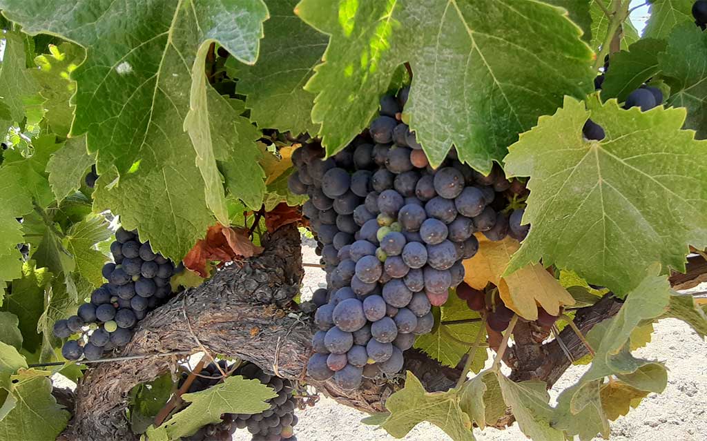 Wine grapes at Matetic Vineyard