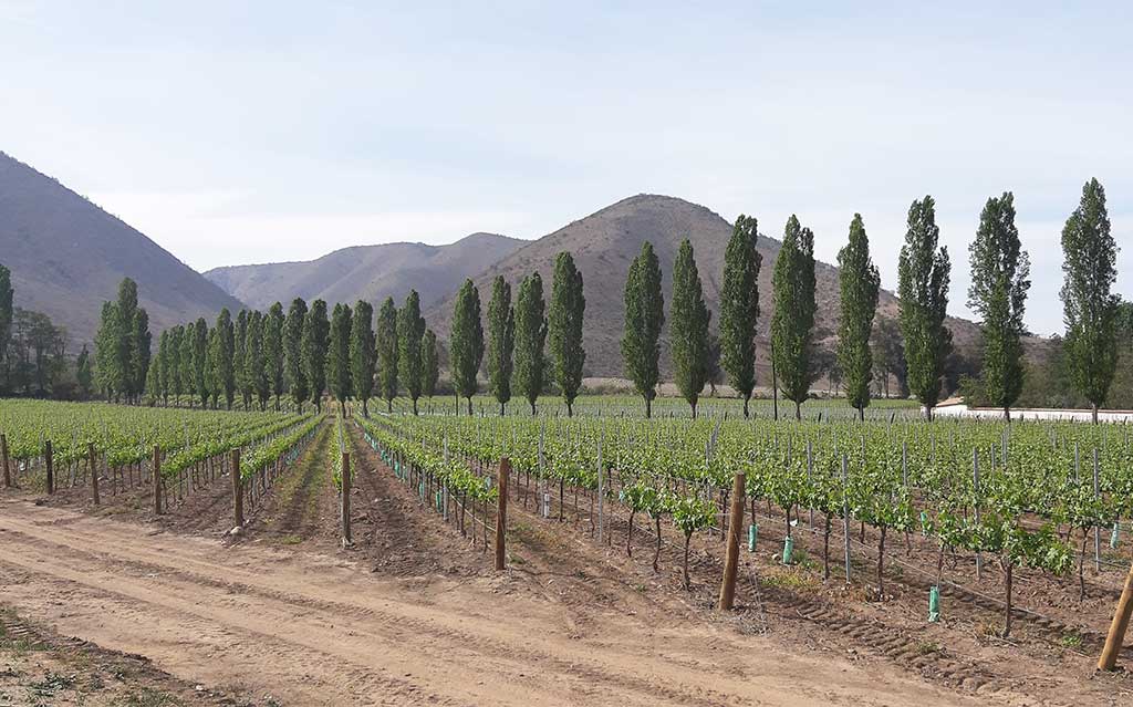 Beautiful grounds at Santa Rita Vineyard in the Maipo Valley