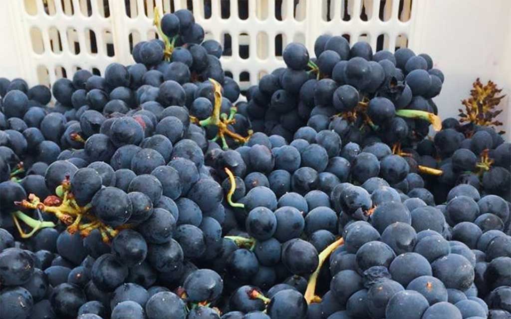 Grapes at Viña Santa Rita