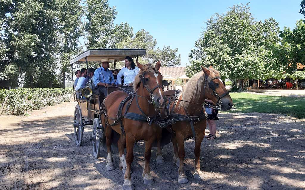 Horse carriage ride at Viu Manent Vineyard