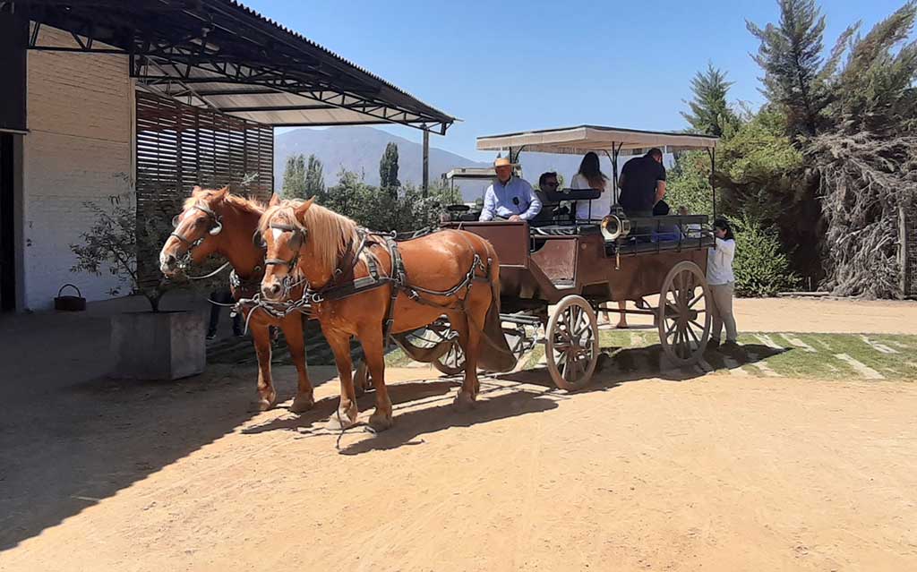 Horse carriage tour at Viu Manent Vineyard
