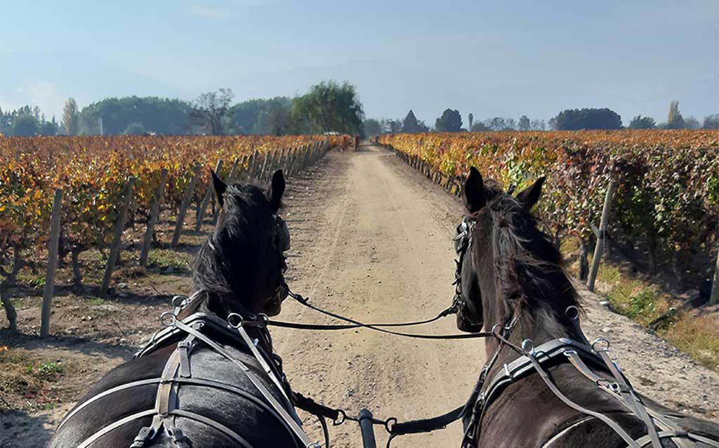 Horse carriage ride through the vines at Viu Manent Vineyard