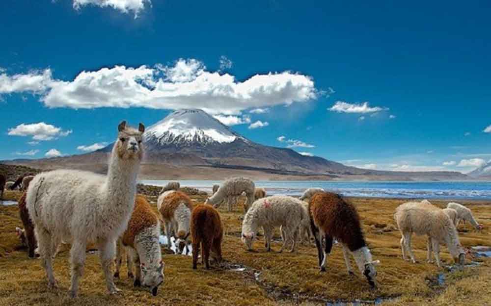 Llamas in Atacama