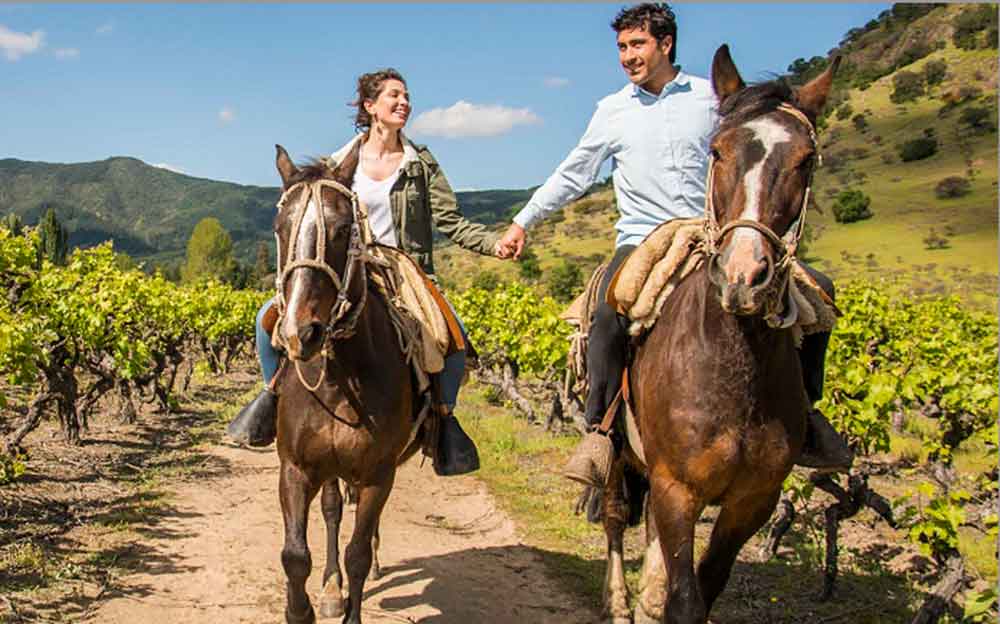 Horseback Riding in Vineyard