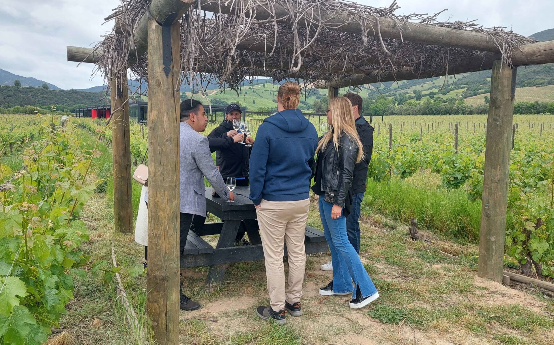 Montes Vineyard