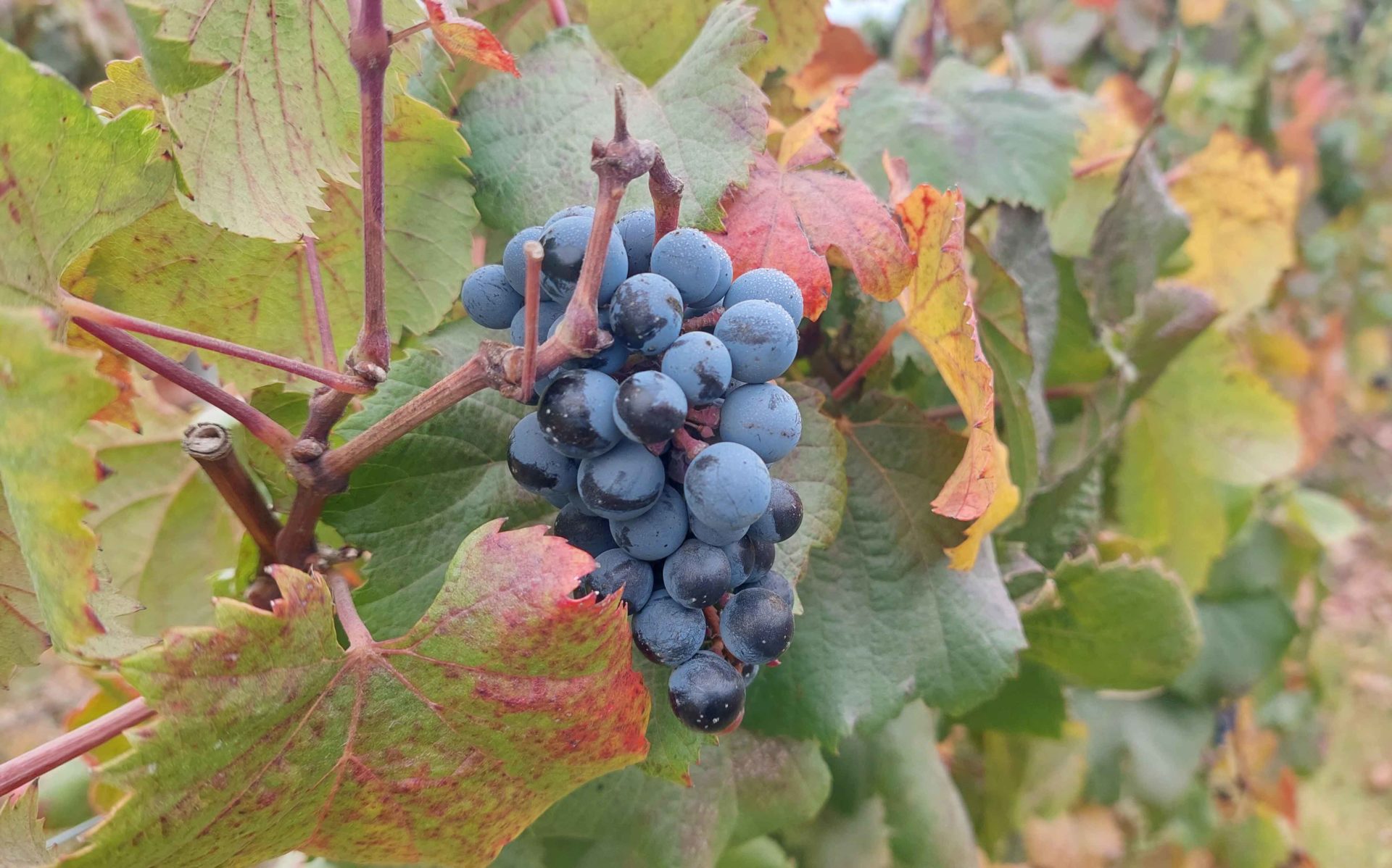 Montes Vineyard