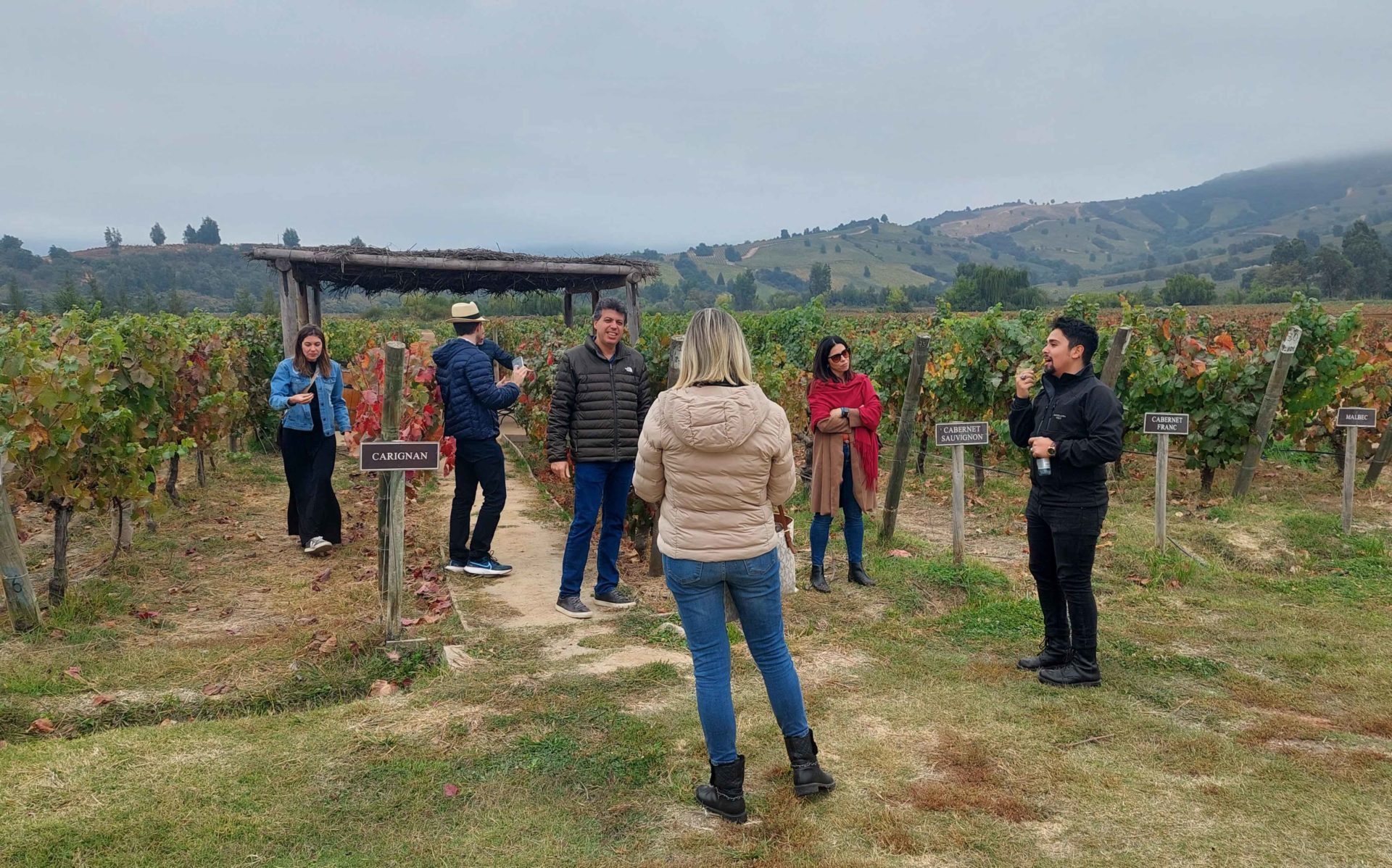 Montes Vineyard