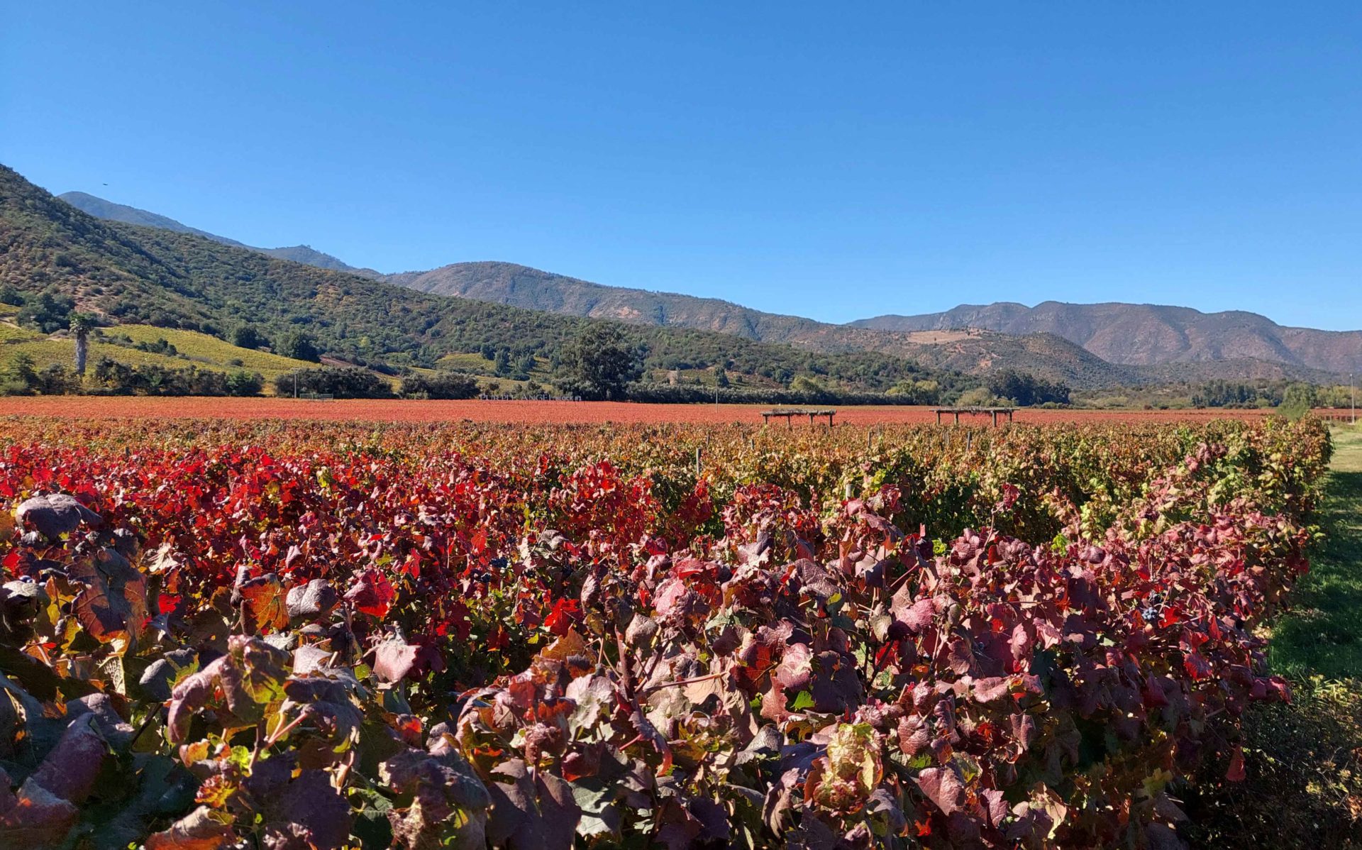 Montes Vineyard